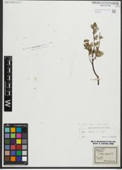 Foto von Salix repens subsp. repens L.